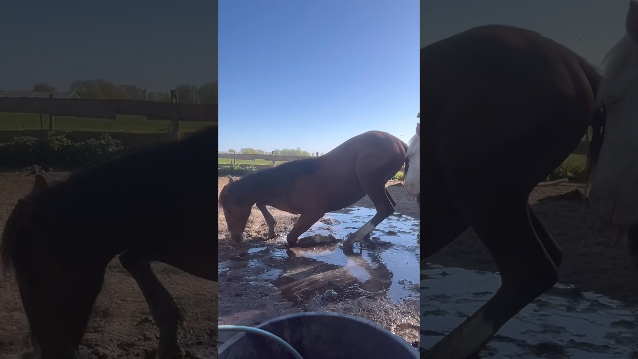 Waterbakken verschonen geeft waterpret #horses #paarden