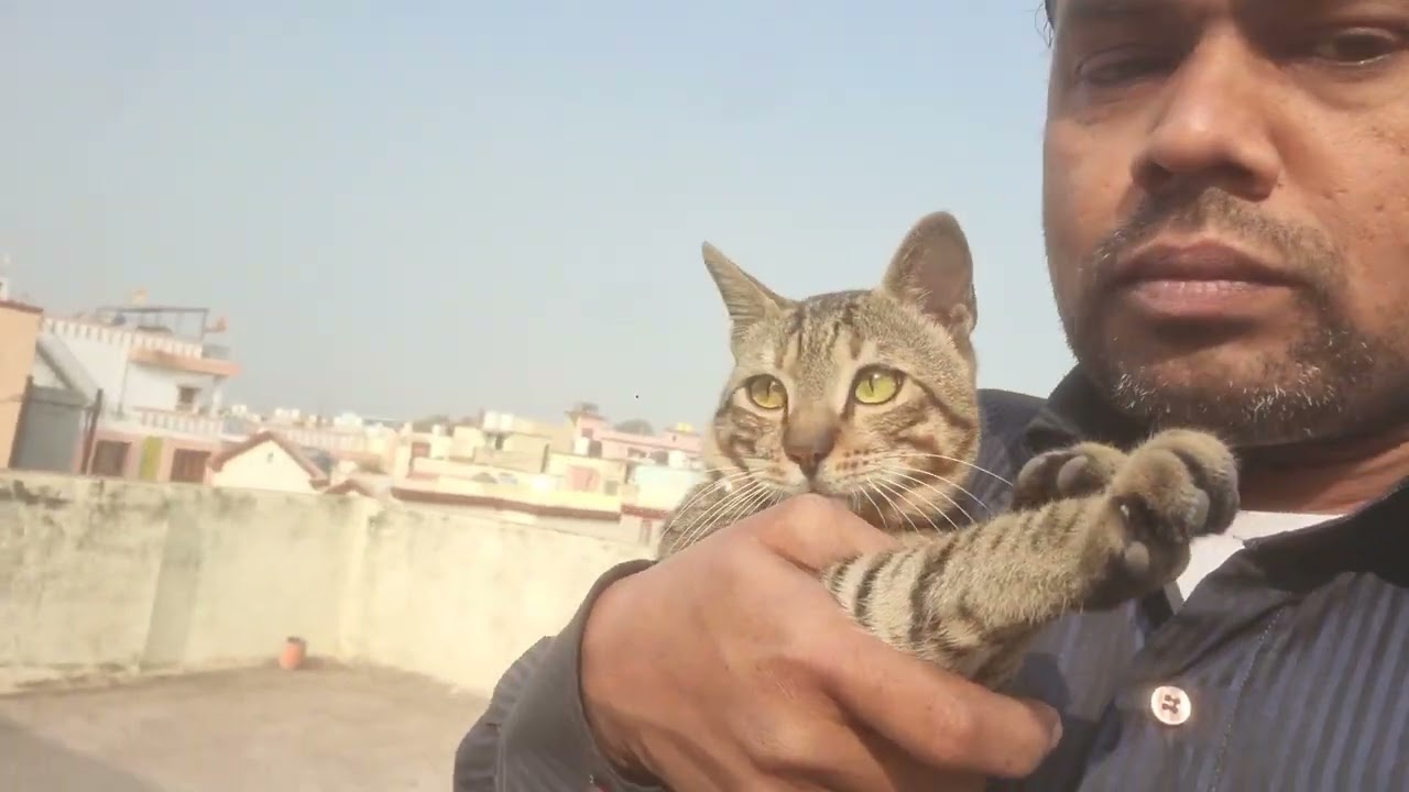 बिल्ला धूप सेकना चाहता है- 