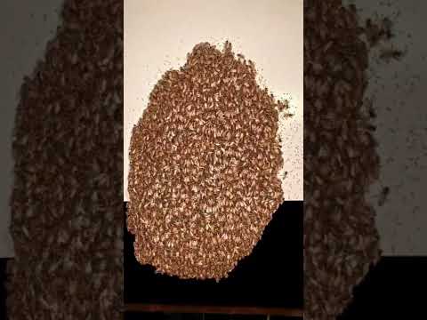 صحنه ای از عالم طبیعت