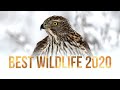 BEST WILDLIFE PHOTOGRAPHY 2020 || Goshawk, Arctic Fox, Puffin, Capercaillie, Badger, Jay, Nikon Z6