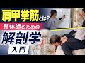  肩甲挙筋とは？整体師のための解剖学入門