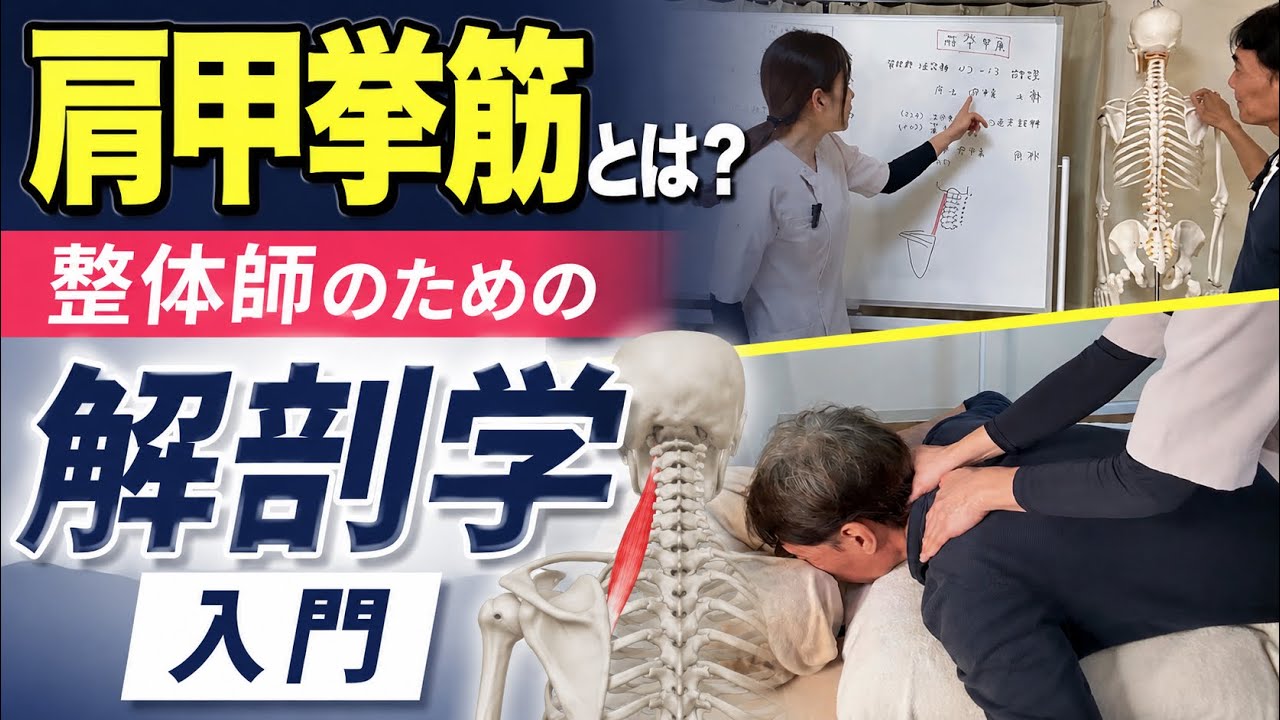  肩甲挙筋とは？整体師のための解剖学入門