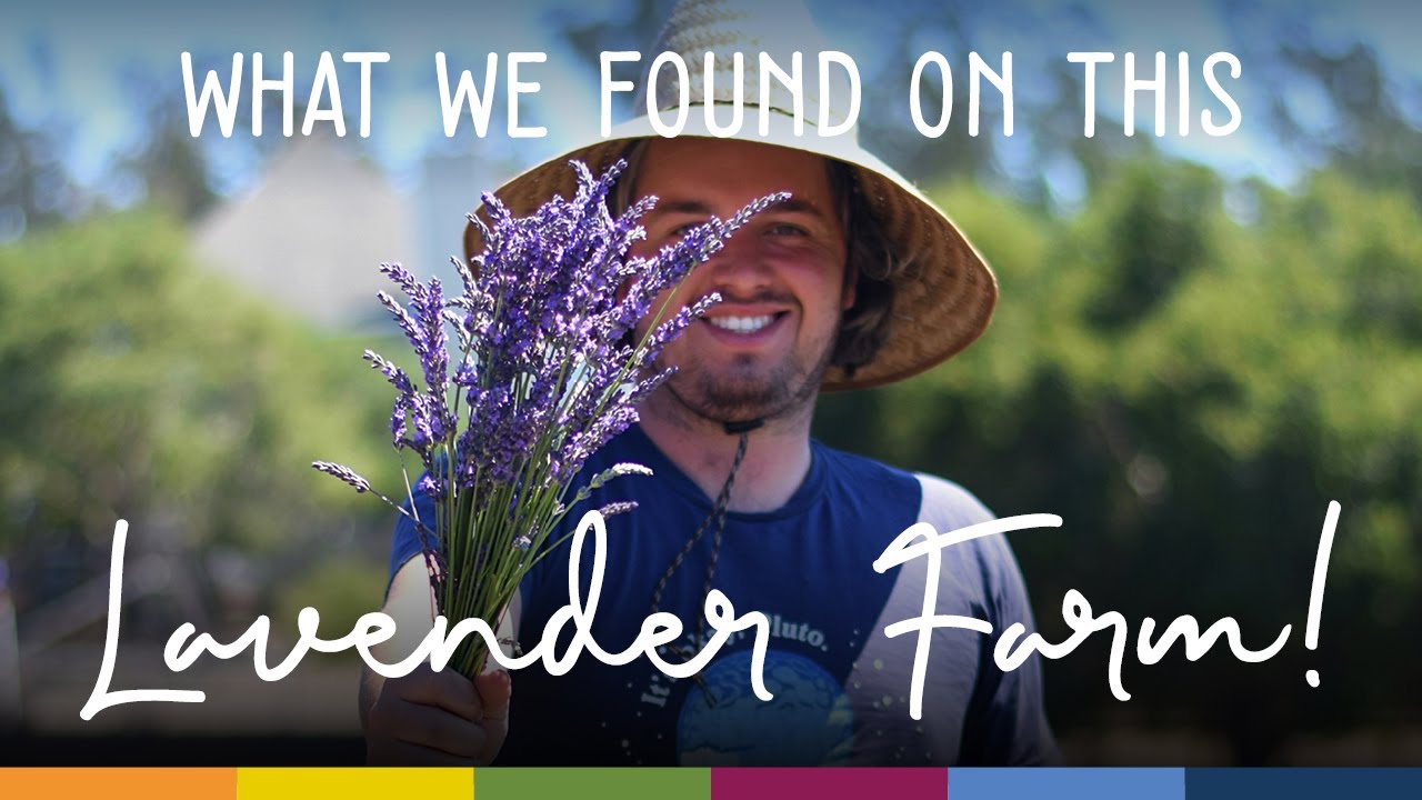 Santa Rita Hills Lavender Farm