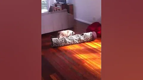 Watch the video about Birman cats play fighting