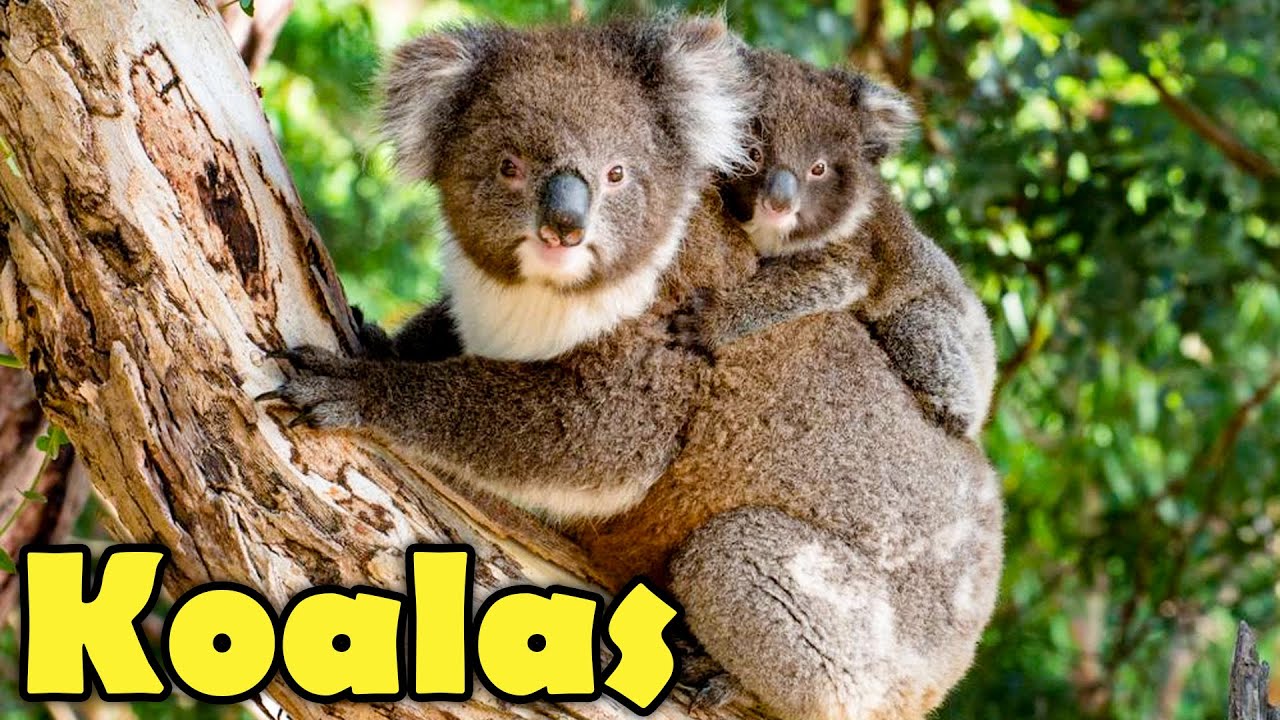 10 Koala Facts You Want to Know! (Cute & Funny Koalas video) - YouTube