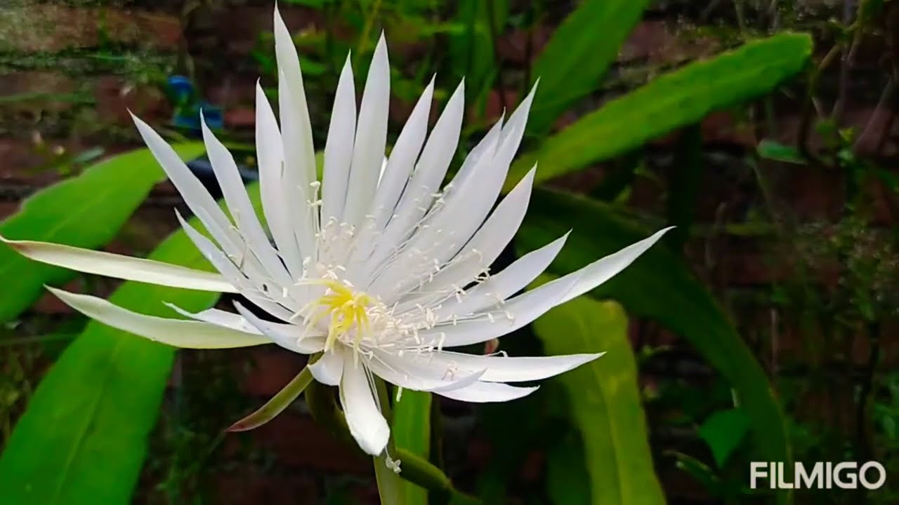 planta de flores aromáticas Dama de Noche y sus cuidados YouTube planta de flores aromáticas Dama de Noche y sus cuidados YouTube