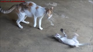 Cat attacking kitten / Angry cat scares kitten