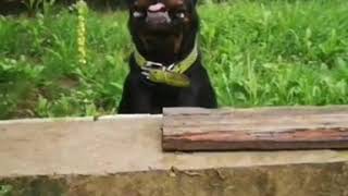 Rottweiler jumping