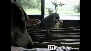 Parrot Loses Its Chips PetTube