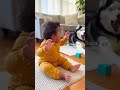 ハスキーのリアクションが大げさすぎる…赤ちゃんまで真似し出した😂🐶👶