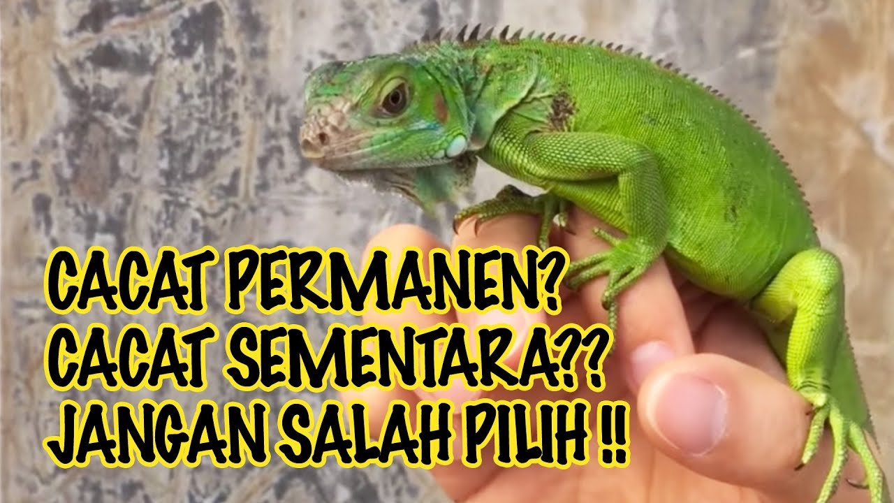 Tips Memilih Helm Sepeda Helm Sepeda Murah Youtube Tips Memilih Helm Sepeda Helm Sepeda Murah Youtube