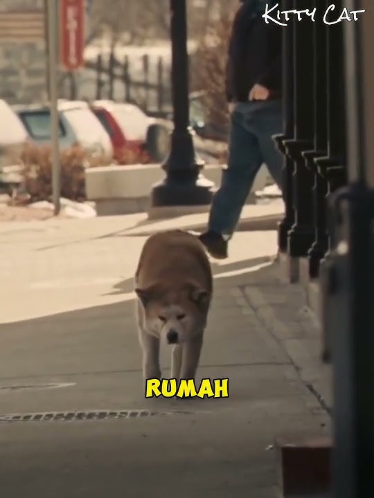 Kisah Kesetiaan Anjing Hachiko Yang Menunggu Pemiliknya Sampai Mati #anjing #hachiko #anjingpintar