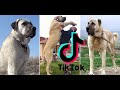 EN GÜZEL TİK TOK KANGAL VİDEOLARI #8