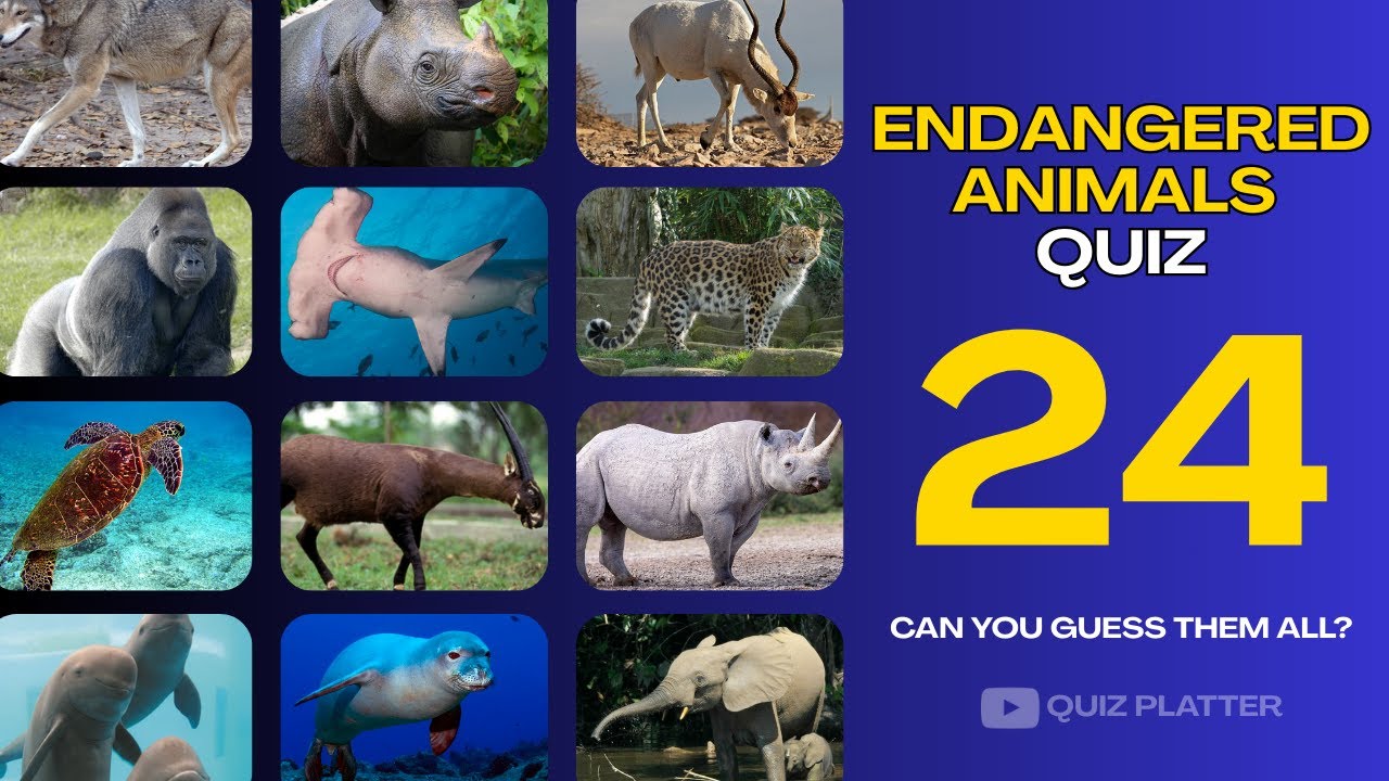 Викторина «24 вида животных, находящихся под угрозой исчезновения» — сможете ли вы угадать их все...