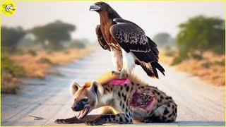 Tragic Moment! Wounded Hyena Carries Eagle On His Back, What Happens Next ?