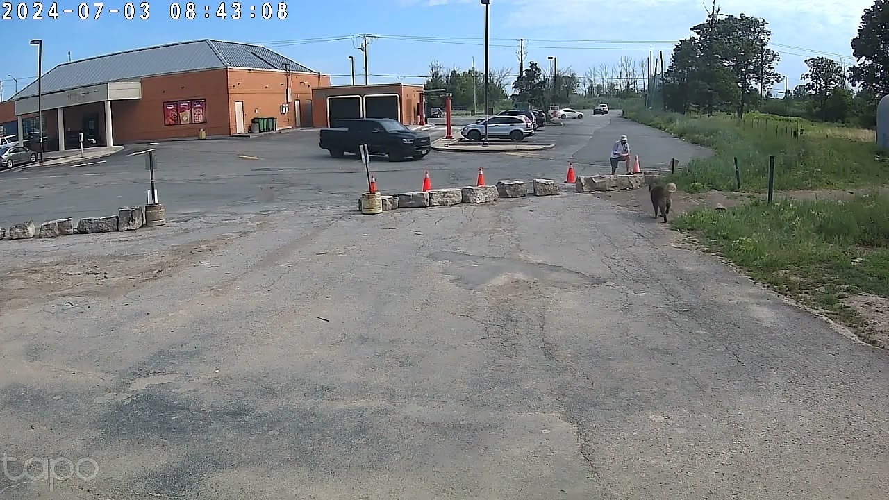 Caucasian ovacharka almost takes out trespasser