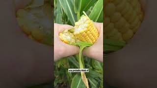 Why We Grow Corn | Donia Farms