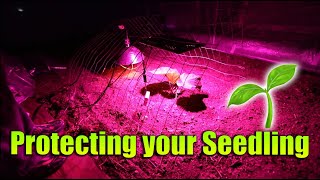 Protecting your Seedlings | Giant Pumpkin Beginner Tips