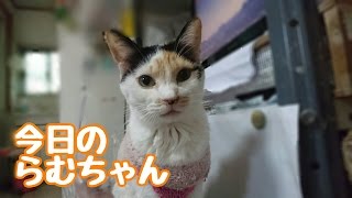 靴下で手作りした洋服がずれてスカートに！？【可愛い猫】