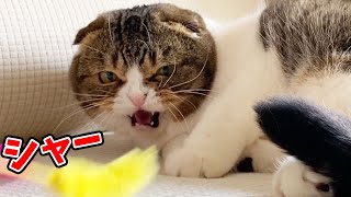 ぽこ太郎が怒った!?親子猫のテンションが上がりすぎた結果、まさかの結果に…