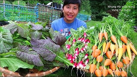 NHỔ CÀ RỐT TÝ HON TRÁI TIM,VÀNG, CỦ CẢI ĐỎ, HÁI CẢI CAY ĐỎ, VƯỜN NHÀ