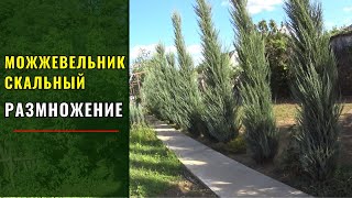 видео: Разведение можжевельников БЛЮ АРРОУ (Blue Arrow) и СКАЙРОКЕТ (Skyrocket). Полный цикл - картинка: Разведение можжевельников БЛЮ АРРОУ (Blue Arrow) и СКАЙРОКЕТ (Skyrocket). Полный цикл -