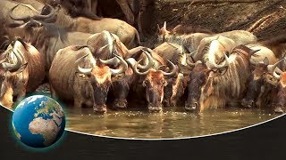 The greatest animal migration on earth | Full Documentary