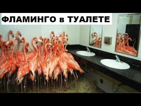 Необъяснимые фото. Айфон 11 и Человек-хлеб. Лютые снимки!!!