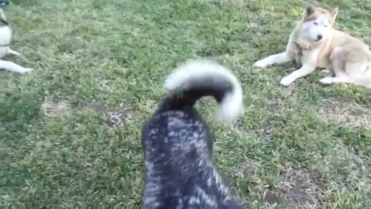 video phone beyonce mp3 Siberian Huskies!