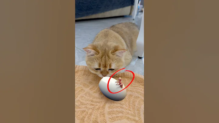 I grew a real homunculus! #cat #funny #horror