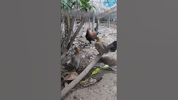 mái xám🐓 #thứcgàrừng86 #gàrừngtaitrắng #gàrừngrặc