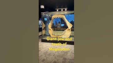 Giant jaw and teeth of megalodon #megalodon #shark #giant #teeth #fossils #nature #atlantic