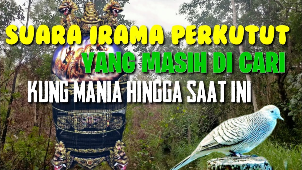 Suara Merdu Perkutut Bangkok Manggung #perkututsuarakristal #perkututbangkok #perkututsuaramerdu