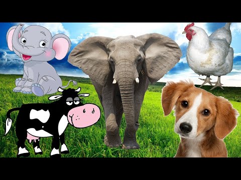 Kegembiraan hewan: anjing, kucing, bebek, ayam, sapi - suara hewan ternak