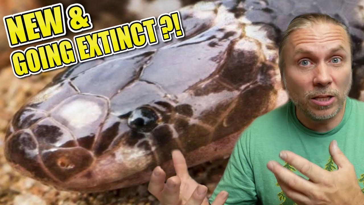 snake news in hindi NEW VENOMOUS SNAKE SPECIES GOING EXTINCT??!! I REPTILES IN THE NEWS