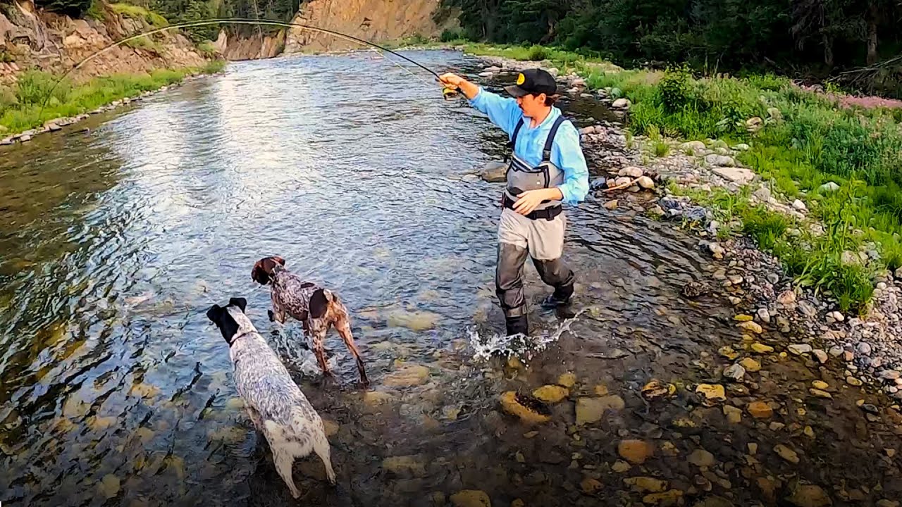 SUNDOWN DRYFLY ACTION FlyFishing ALBERTA's UpperMountain Streams