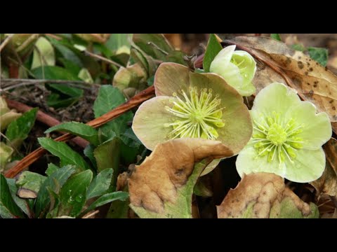 Video: Oosterse Nieskruid (20 Foto's): Planten En Verzorgen, Variëteiten 