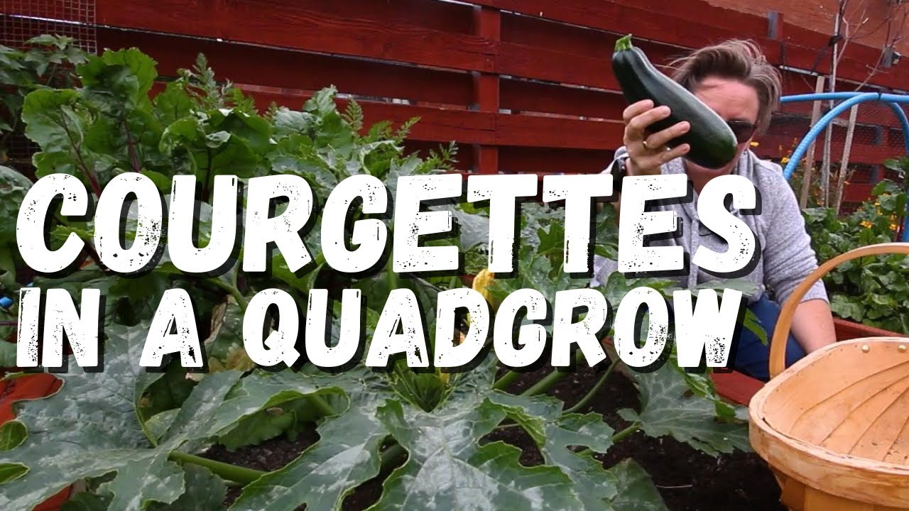 An update on the courgettes in the quadgrow and showing you powdery mildew