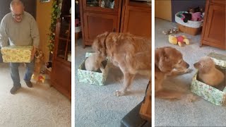 Dog Unwraps Puppy For Christmas Present