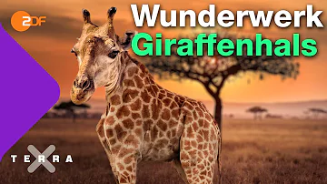 Wie schwer ist das Herz der Giraffe?