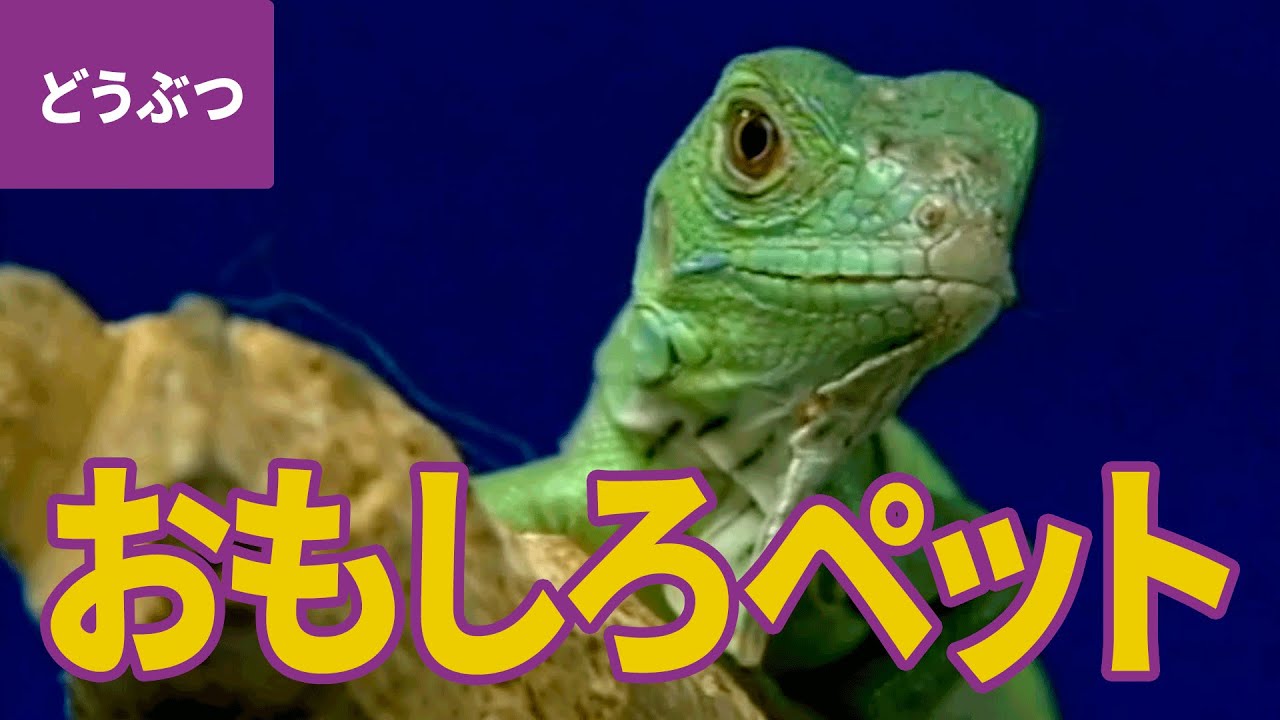 おもしろペット大集合 お家で飼える おもしろくて身近な動物たち スーパーフェレット 文鳥 シマリス プレーリードッグ ほか 動物 生き物 4 Youtube