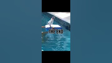 Little Bird has trust issues in the pool (voice over)