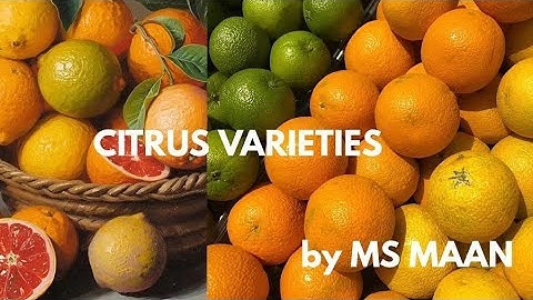 Citrus varieties general introduction 