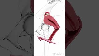 Uterus Cross-Section In 3D Anatomy Animation