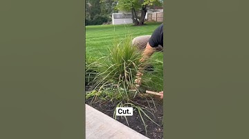 #diy #fall #cleanup #satisfying #lawncare #plants #lifehacks #oddlysatisfying #landscape #shear
