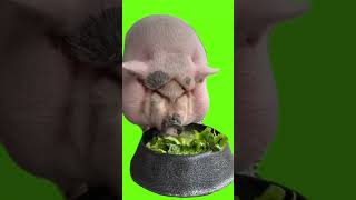 pig eats salad green screen