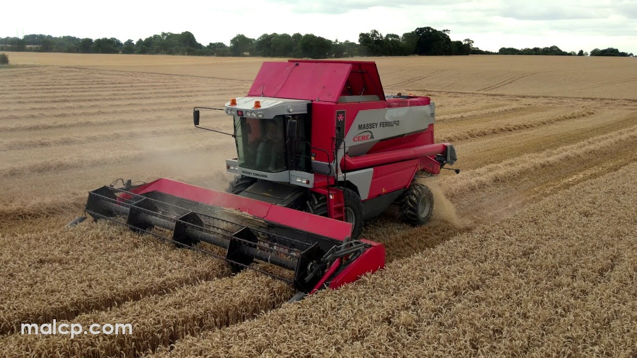 Harvest 2022: Massey Ferguson Cerea 7278 Rotary Separator combine in wheat - rather a dull day :-(