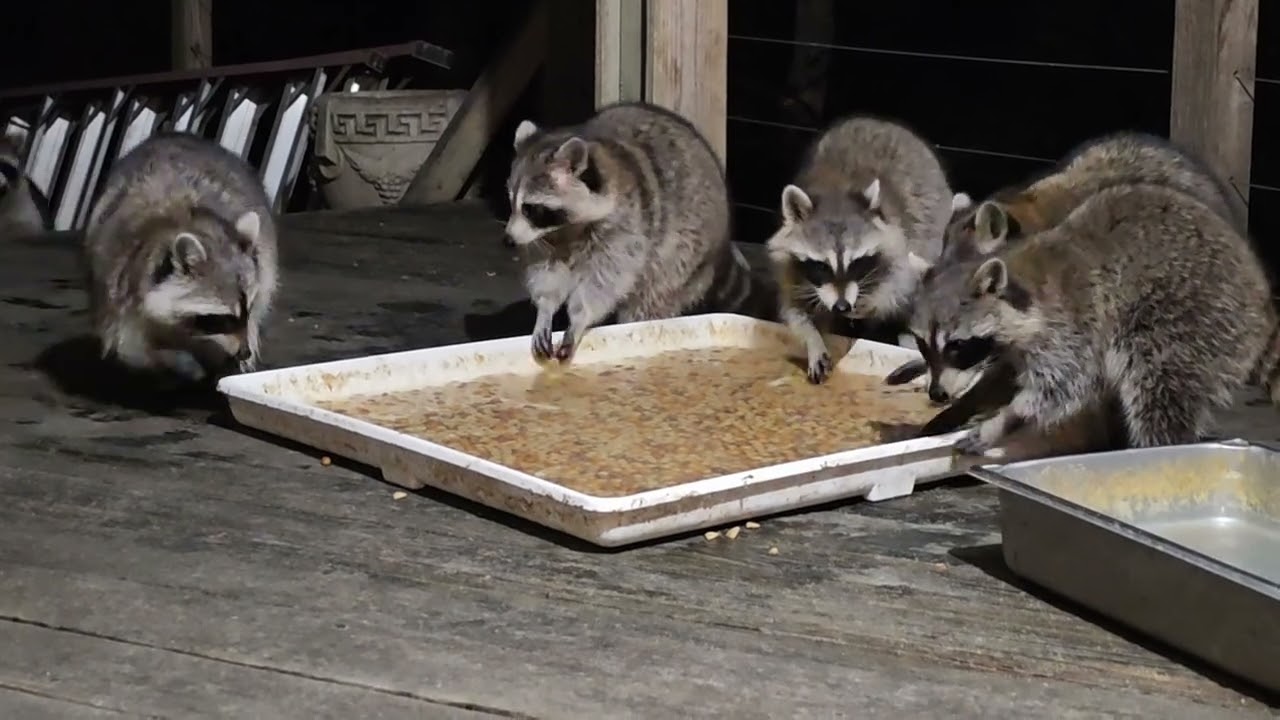 Monday March 2nd ❤️❤️ ASMR relaxing raccoon watch my sweethearts ❤️❤️ be kind