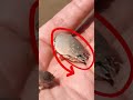 もしこれらの生き物を見たら、触る勇気がありますか?#面白い事実