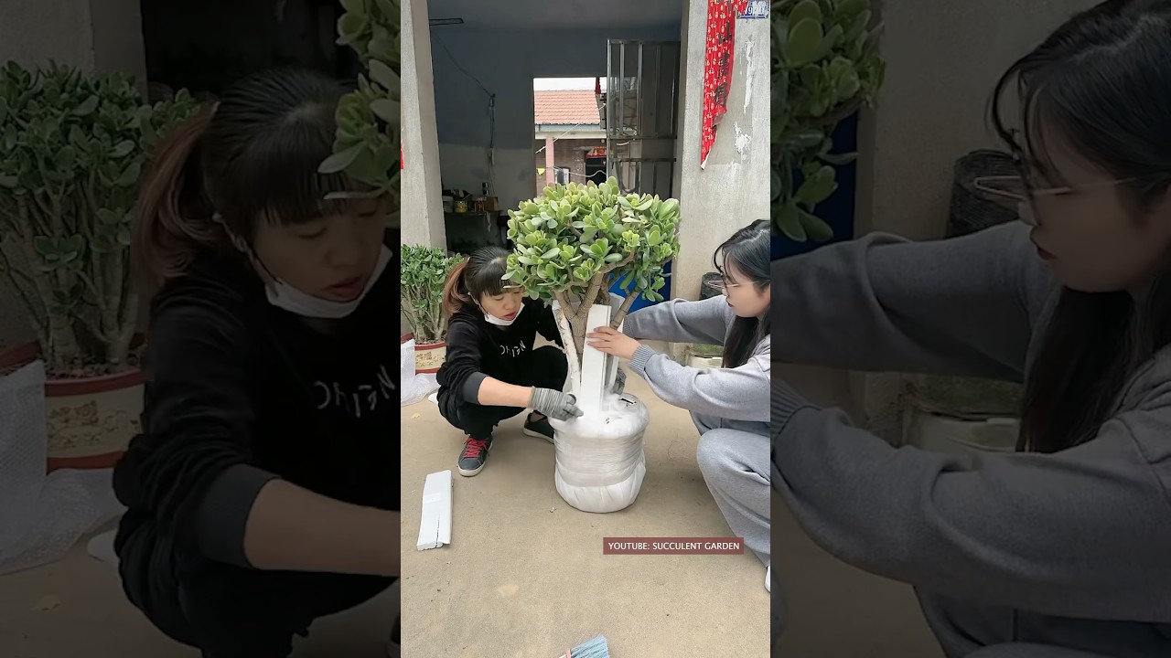 How to packing succulents for shipping 